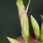 Brickellia californica Flower