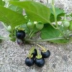 Solanum nigrumFruit