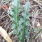 Leontodon crispus Leaf