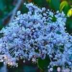 Ceanothus spinosus