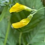 Lathyrus pratensis പുഷ്പം