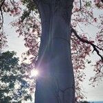 Ceiba speciosa Flor