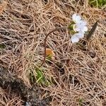 Androsace obtusifolia Libunga