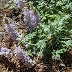 Lupinus formosus Hoja