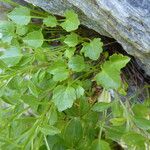 Campanula cochleariifolia 葉