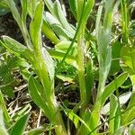 Antennaria carpatica Folha