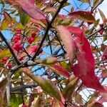 Euonymus atropurpureus Bark