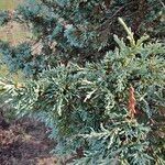 Juniperus scopulorumᱥᱟᱠᱟᱢ