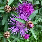 Centaurea phrygia Прочее