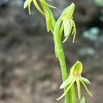 Habenaria tridactylites Квітка