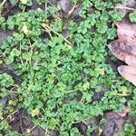 Ranunculus hederaceus Yaprak