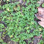 Ranunculus hederaceus Leaf