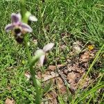 Ophrys scolopax Blomst