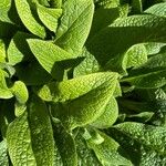 Symphytum caucasicum Folha