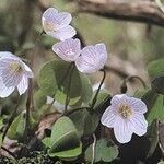 Oxalis acetosella Kvet