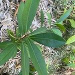 Ardisia elliptica Levél