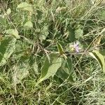 Solanum campylacanthum 整株植物