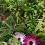 Dorotheanthus bellidiformis Hoja
