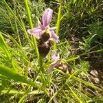 Ophrys scolopax Bloem
