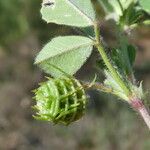 Medicago truncatula Vrucht