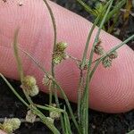 Cyperus subsquarrosus Hábito