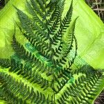 Athyrium filix-feminaBlad