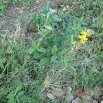 Crotalaria retusa Plante entière