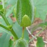 Abelmoschus esculentus Fruit