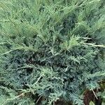 Juniperus horizontalis برگ