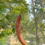 Acacia farnesiana फल