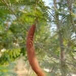 Acacia farnesiana Fruit