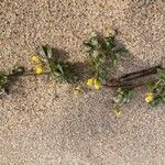 Medicago littoralis Hábito