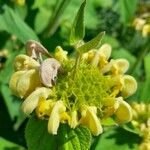 Phlomis russeliana 花