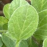 Convolvulus sabatius Leaf