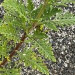 Lavandula canariensis Feuille