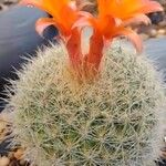 Parodia haselbergii പുഷ്പം