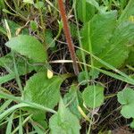 Micranthes californica Leaf