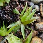 Sempervivum globiferum Leaf