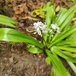 Scilla lilio-hyacinthus Flor