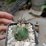 Echinocactus platyacanthus List