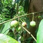 Garcinia cochinchinensis Fruto