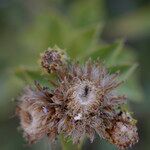Inula spiraeifolia Kvet