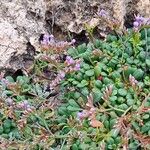 Limonium minutum Foglia