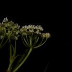 Asclepias woodsoniana Λουλούδι