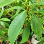 Clusia orthoneura Hoja