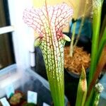 Sarracenia leucophyllaبرگ