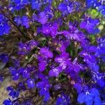 Lobelia erinusVirág