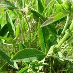 Trifolium montanum Leaf