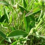 Trifolium montanum Hoja