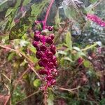 Phytolacca americana Fruto